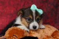  Amara💕, a female Pembroke Welsh Corgi for sale in Fresno, OH – 8 of 10