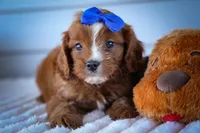 Kyle 🐾, a male Cavapoo for sale in Fresno, OH – 5 of 10