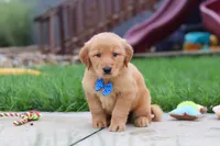 Eclipse, a male Golden Retriever for sale in Fresno, OH – 6 of 9
