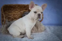 Tansy🎀(two blue eyes), a female French Bulldog for sale in Fresno, OH – 7 of 10