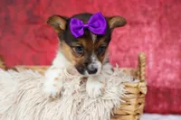 Abby💖, a female Pembroke Welsh Corgi for sale in Fresno, OH – 3 of 10
