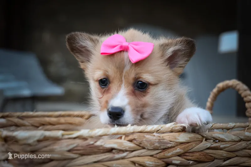 Shelby 💗 – Pembroke Welsh Corgi puppy for sale in Fresno, OH