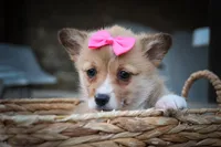 Shelby 💗, a female Pembroke Welsh Corgi for sale in Fresno, OH – 1 of 10