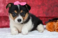 Annabelle🎀, a female Pembroke Welsh Corgi for sale in Fresno, OH – 1 of 9