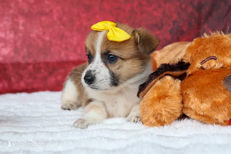 Ariel 🥰 – Pembroke Welsh Corgi puppy for sale in Fresno, OH