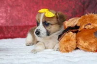 Ariel 🥰, a female Pembroke Welsh Corgi for sale in Fresno, OH – 2 of 10