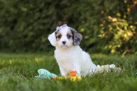 Ivory Rose 💕, a female Cavapoo for sale in Fresno, OH – 6 of 7