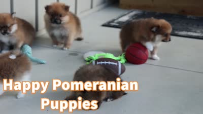 Flynn, a male Pomeranian for sale in Fresno, OH – 10 of 10