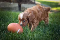 Kyle 🐾, a male Cavapoo for sale in Fresno, OH – 9 of 10