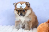 Flossie, a female Pomeranian for sale in Fresno, OH – 2 of 10