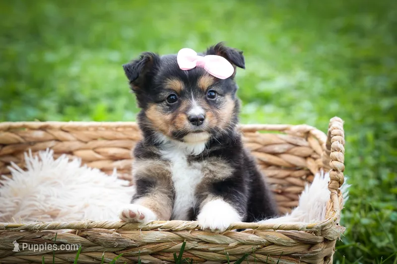 Goldie Mae🎀 – Miniature Aussiedoodle puppy for sale in Fresno, OH