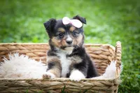 Goldie Mae🎀, a female Miniature Aussiedoodle for sale in Fresno, OH – 3 of 10