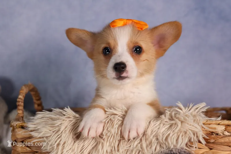  Carter🐶 – Pembroke Welsh Corgi puppy for sale in Fresno, OH