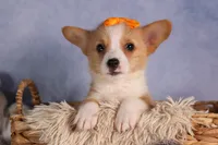  Carter🐶, a male Pembroke Welsh Corgi for sale in Fresno, OH – 4 of 9