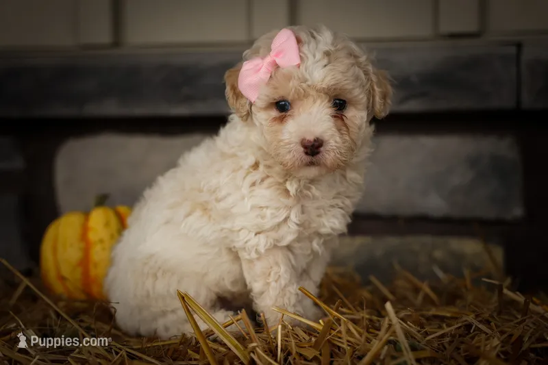  Jett 🦴 – Poodle - Miniature  puppy for sale in Fresno, OH