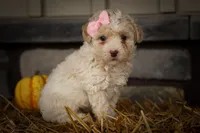  Jett 🦴, a male Poodle - Miniature  for sale in Fresno, OH – 2 of 10