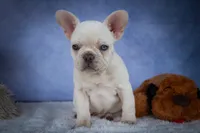 Tulip✨(two blue eyes), a female French Bulldog for sale in Fresno, OH – 6 of 9