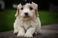 Houston🐶, a female Cavachon for sale in Fresno, OH – 4 of 10