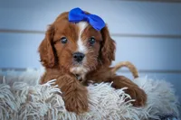 Kyle 🐾, a male Cavapoo for sale in Fresno, OH – 6 of 10