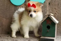 Eric🐾, a male Pomeranian for sale in Fresno, OH – 8 of 10