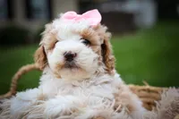 Hailey🎀, a female Cavachon for sale in Fresno, OH – 6 of 10