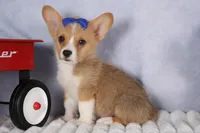  Charlie🐾, a male Pembroke Welsh Corgi for sale in Fresno, OH – 3 of 9