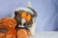 Easton🐾, a male Pomeranian for sale in Fresno, OH – 4 of 9