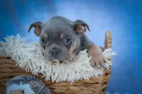 Pippa✨, a female Frenchton for sale in Fresno, OH – 4 of 10