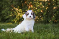 Ivory Rose 💕, a female Cavapoo for sale in Fresno, OH – 5 of 7