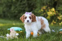 Ingrid 💖, a female Cavapoo for sale in Fresno, OH – 3 of 6