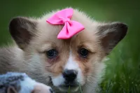 Shelby 💗, a female Pembroke Welsh Corgi for sale in Fresno, OH – 3 of 10