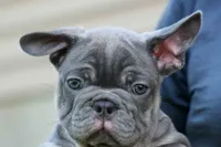  Mickey🐾, a male French Bulldog for sale in Fresno, OH – 6 of 9
