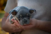 Pippa✨, a female Frenchton for sale in Fresno, OH – 5 of 10