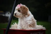 Hailey🎀, a female Cavachon for sale in Fresno, OH – 10 of 10