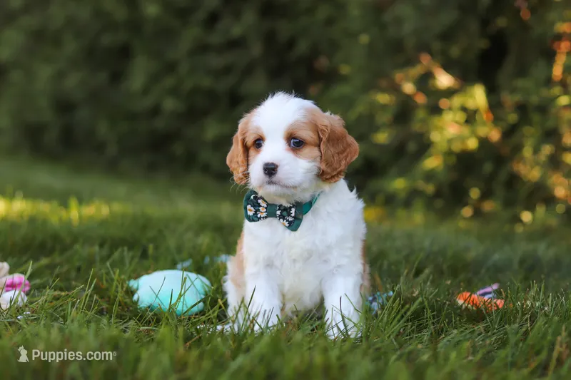 Ike🦴 – Cavapoo puppy for sale in Fresno, OH