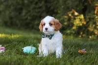 Ike🦴, a male Cavapoo for sale in Fresno, OH – 1 of 6