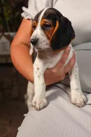 Dustin🐶, a male Beagle for sale in Fresno, OH – 8 of 9