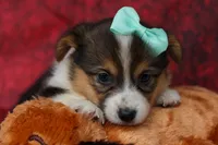  Amara💕, a female Pembroke Welsh Corgi for sale in Fresno, OH – 2 of 10