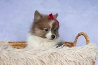Everest🐾, a male Pomeranian for sale in Fresno, OH – 8 of 9