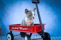Pumpkin 🎃, a female Frenchton for sale in Fresno, OH – 5 of 9