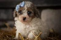 Juno 🐾, a male Poodle - Miniature  for sale in Fresno, OH – 5 of 10
