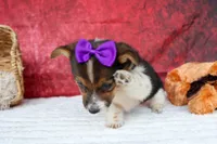 Abby💖, a female Pembroke Welsh Corgi for sale in Fresno, OH – 2 of 10
