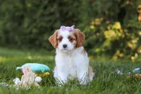 Ingrid 💖, a female Cavapoo for sale in Fresno, OH – 2 of 6