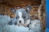 Pumpkin 🎃, a female Frenchton for sale in Fresno, OH – 2 of 9