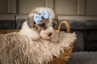 Juno 🐾, a male Poodle - Miniature  for sale in Fresno, OH – 4 of 10