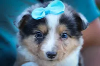 Graham🐾, a male Miniature Aussiedoodle for sale in Fresno, OH – 3 of 9