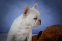 Tulip✨(two blue eyes), a female French Bulldog for sale in Fresno, OH – 5 of 9