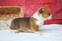 Audrey🦴, a female Pembroke Welsh Corgi for sale in Fresno, OH – 7 of 8
