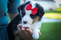 Goose🐶, a male Miniature Aussiedoodle for sale in Fresno, OH – 3 of 7