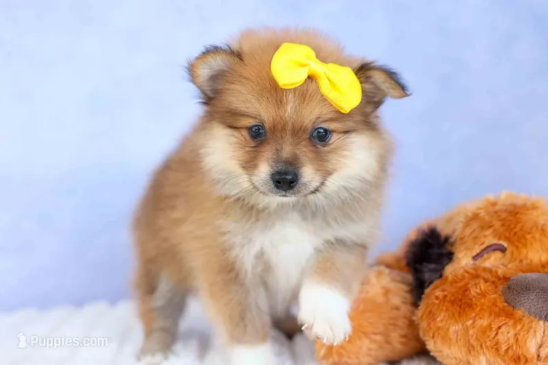 Farris – Pomeranian puppy for sale in Fresno, OH